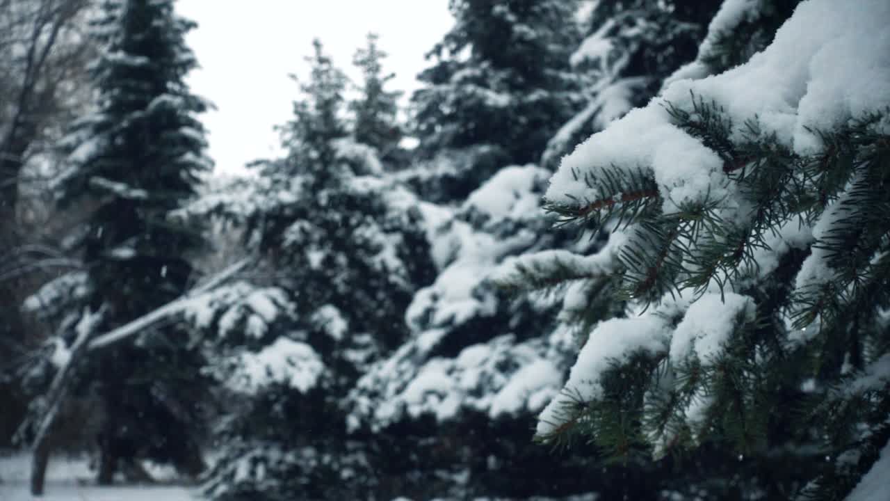 雪花落在冷杉树枝上的慢动作视频视频素材