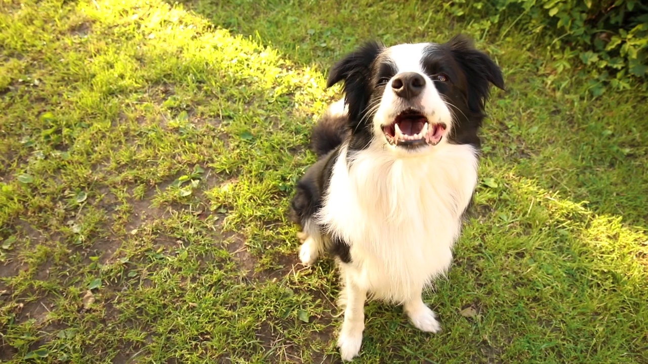 可爱的微笑的小狗边境牧羊犬坐在草地公园的背景户外肖像。在阳光明媚的夏天，小狗在户外。宠物关爱和有趣的动物生活理念视频素材