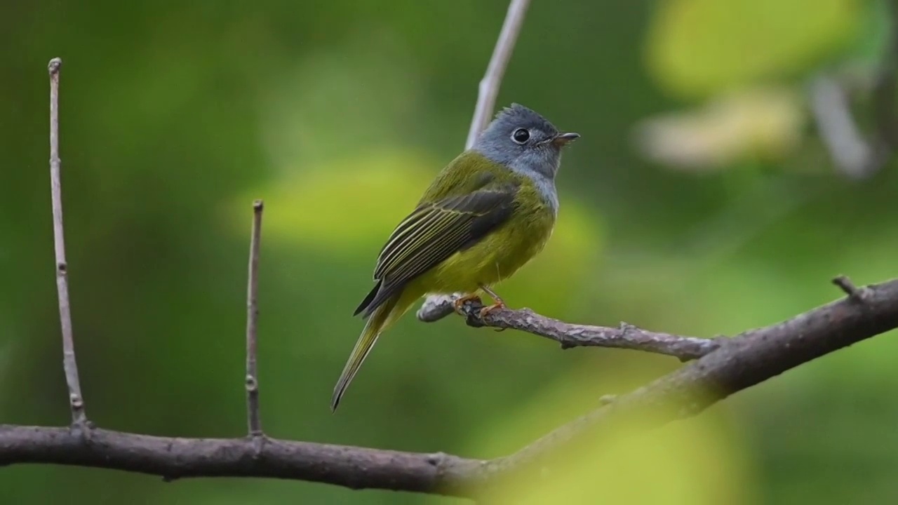 灰头金丝雀(Culicicapa ceylonensis)视频素材