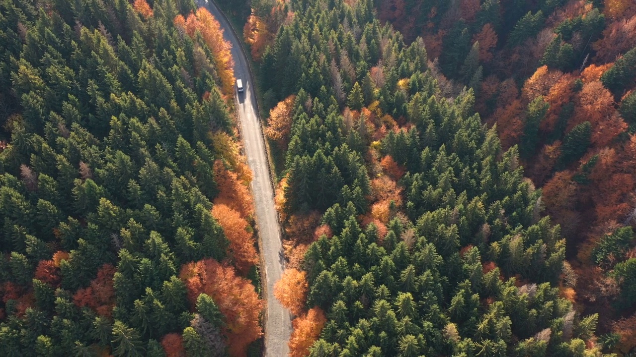 山道的鸟瞰图，山间覆盖着松树和橙色的秋天山毛榉视频素材