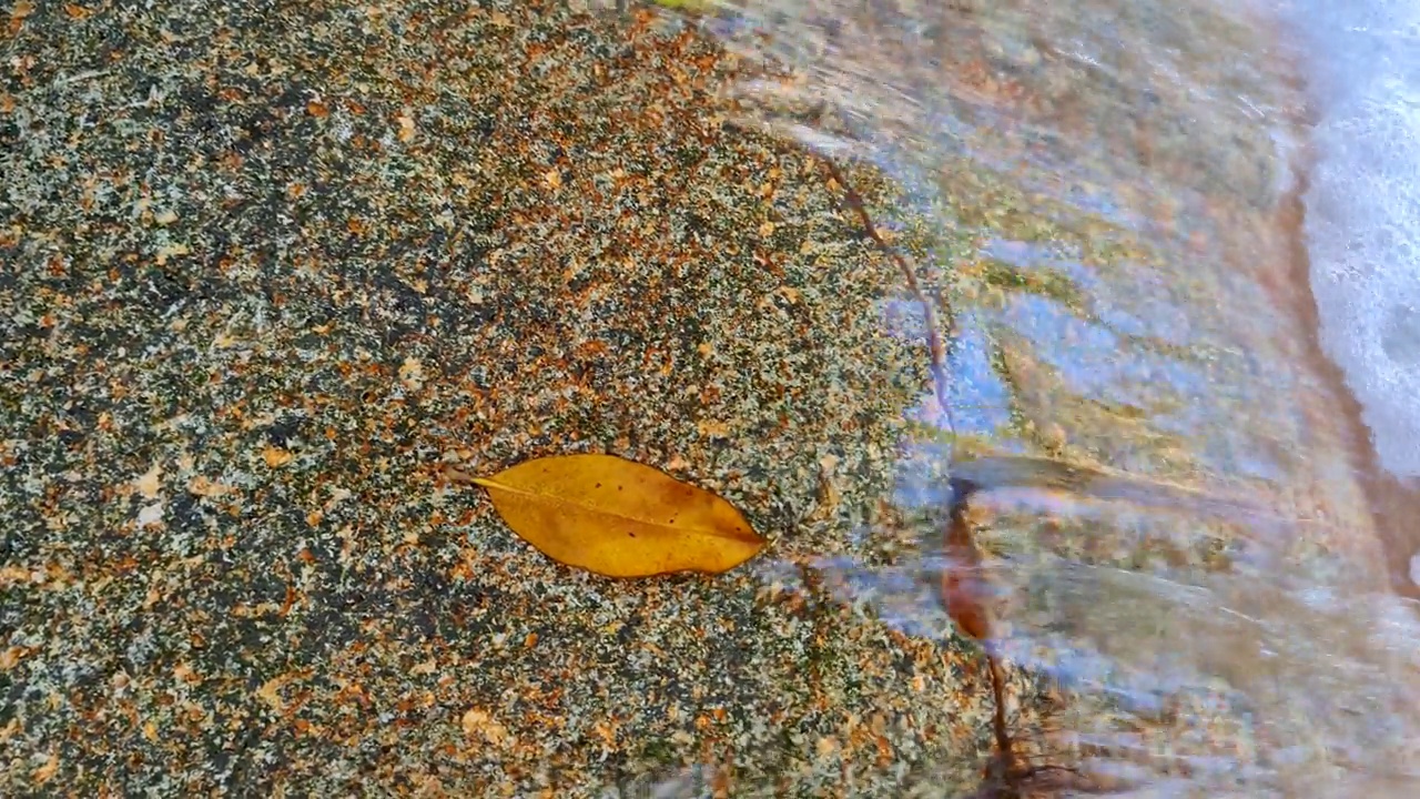 黄色的叶子在石头上湍急的水流中视频素材