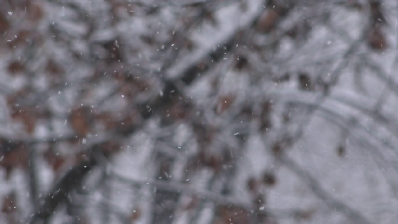 冬天的雪花，杂乱的雪花和散焦的树枝在背景中视频素材