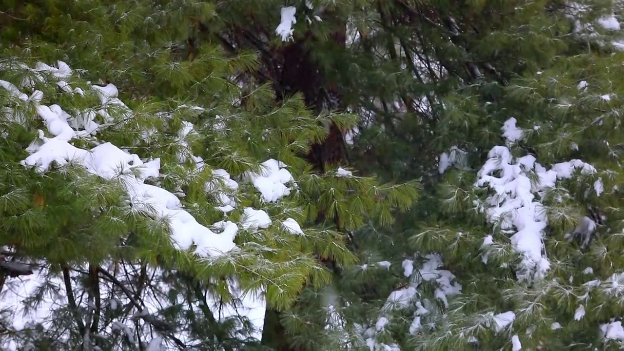 白雪皑皑的树枝视频素材