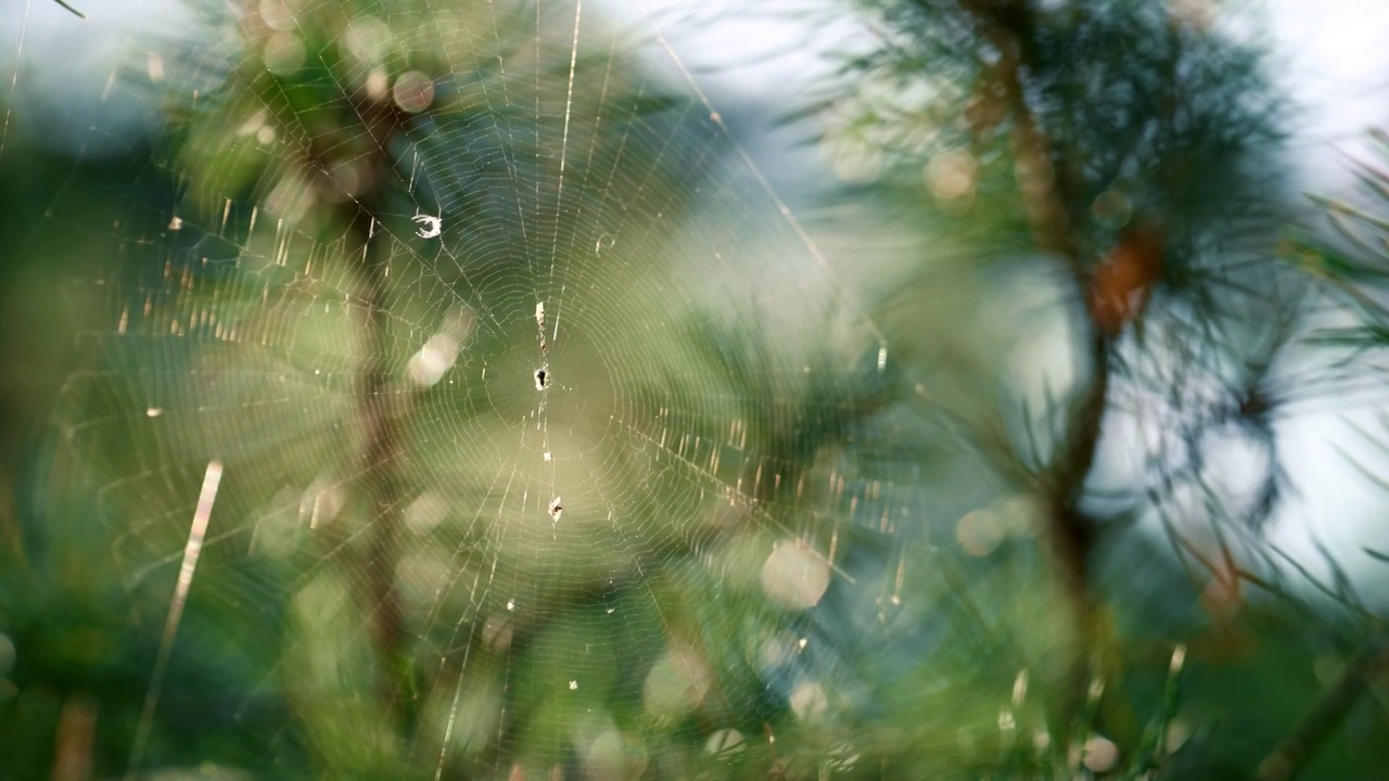 蜘蛛虫织网在大自然夏季雨林户外近距离。视频素材