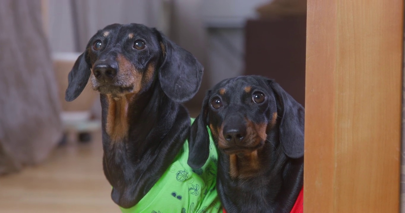 可爱的腊肠犬长着长长的耳朵，穿着五颜六色的t恤，站在房间的墙边吠叫，看着镜头的特写视频素材