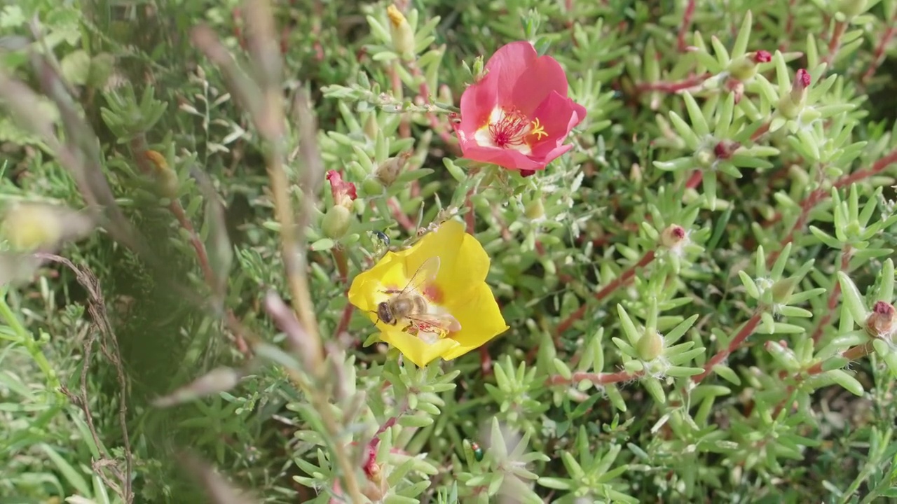 春天的草坪上有鲜花和蜜蜂。视频素材