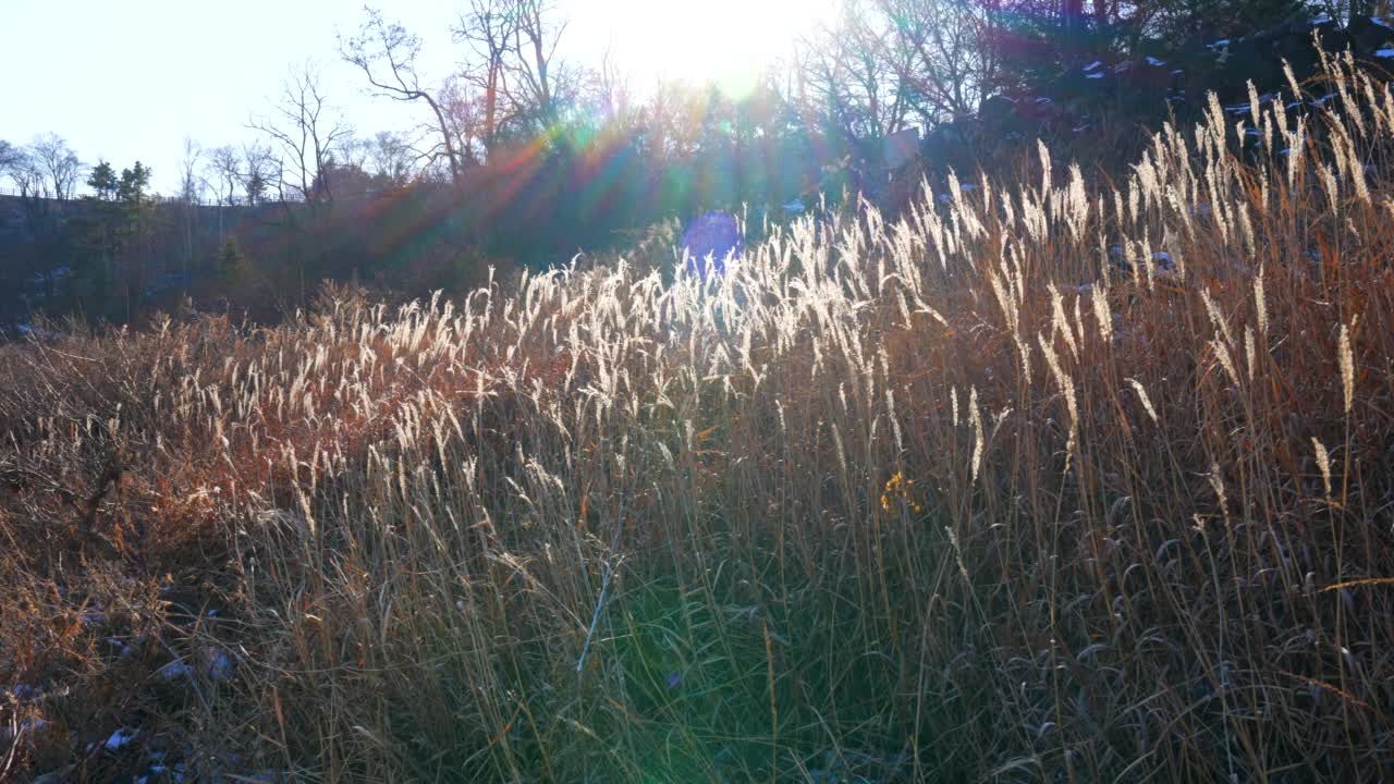 冬天的风景-芦苇田/铁原郡，江原道，韩国视频素材