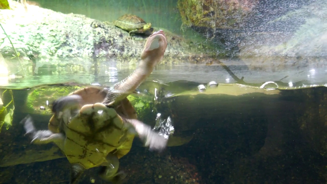 水族馆里的蛇颈龟视频素材