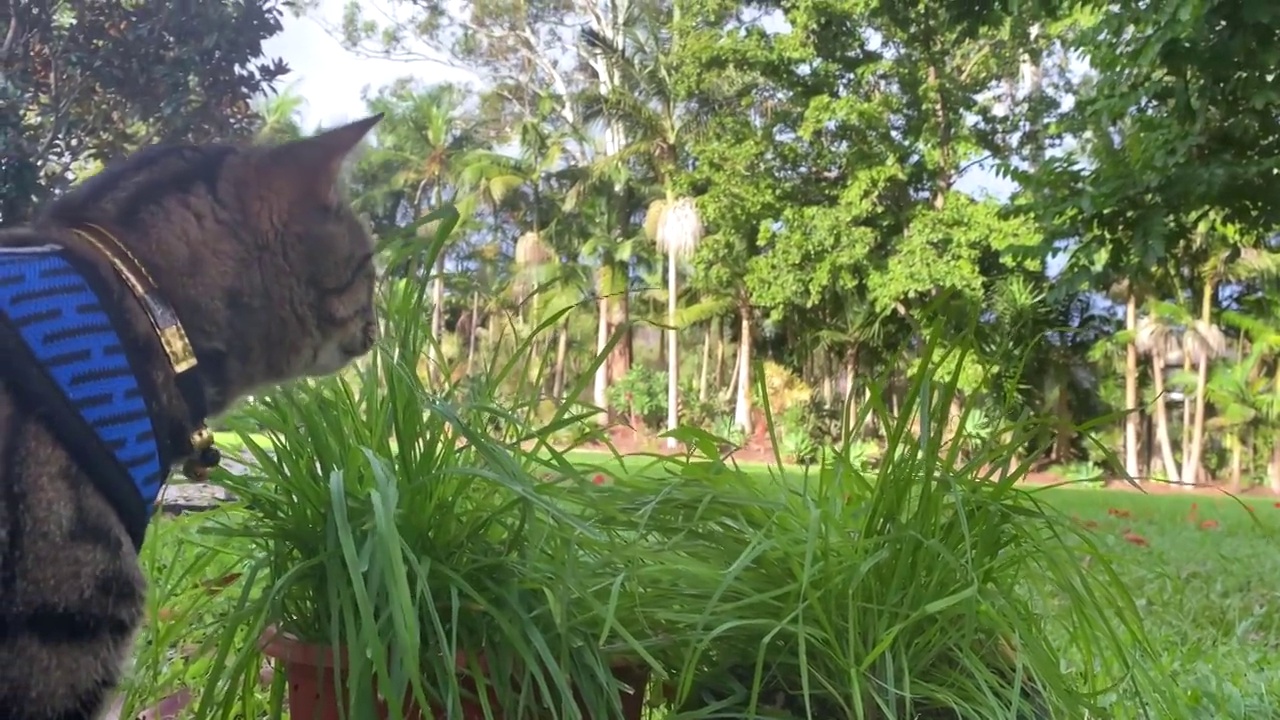 虎斑猫吃宠物草视频素材