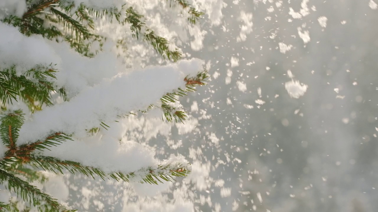 可爱的冬季风景，雪花落在冷杉树枝上视频素材