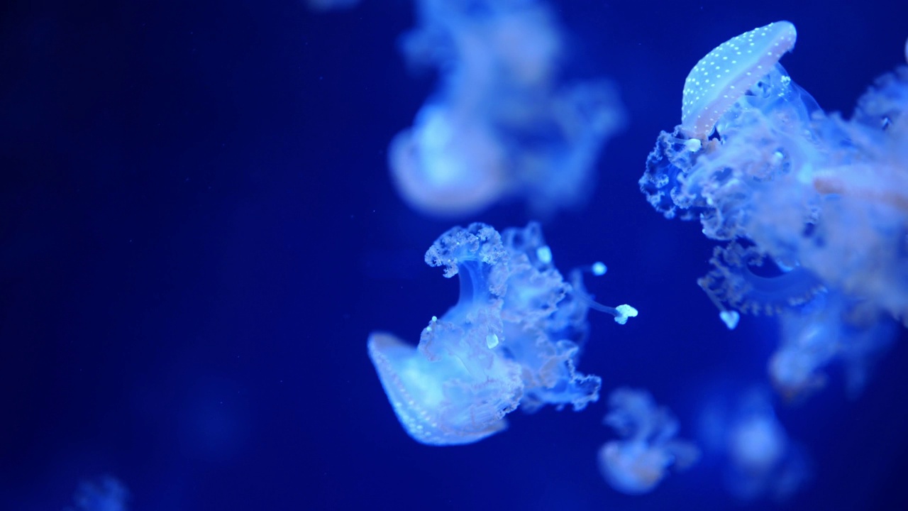 美丽的水母在水族馆的霓虹灯下，自然背景视频素材