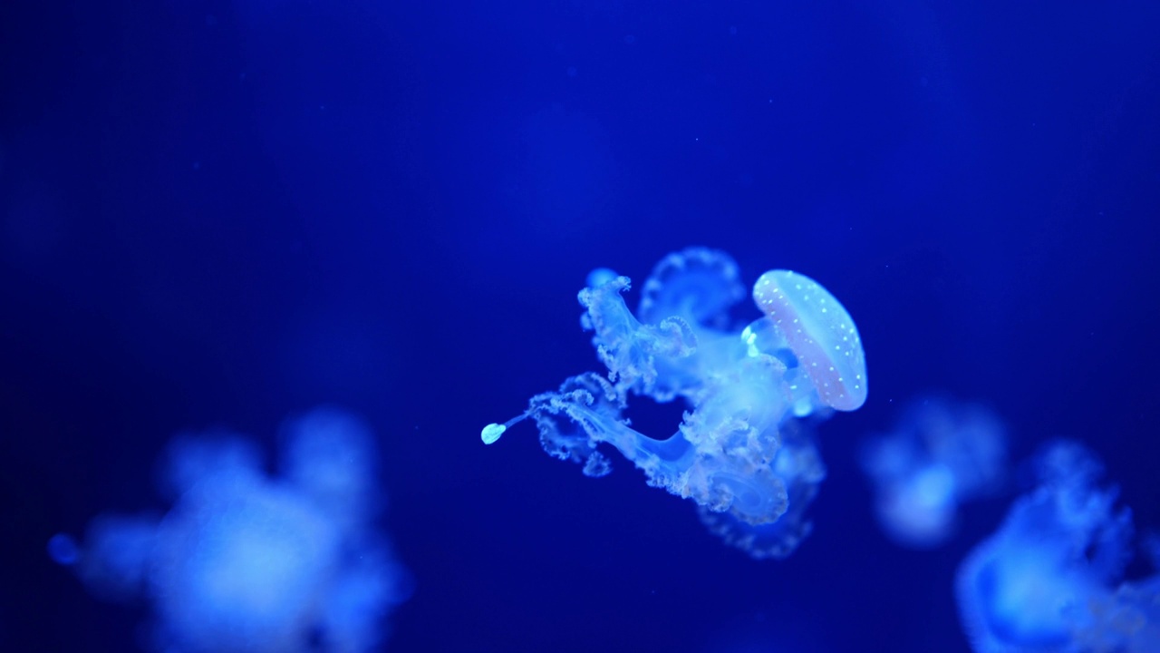 美丽的水母在水族馆的霓虹灯下，自然背景视频素材