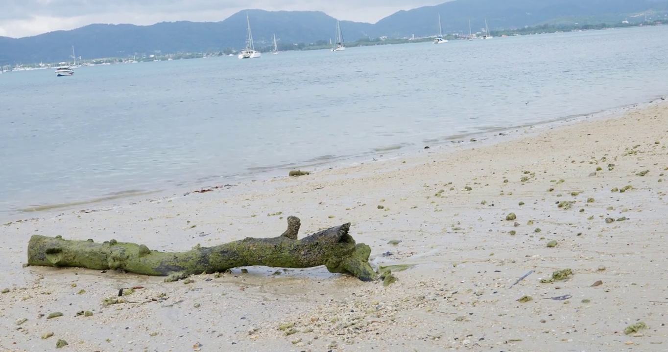 圆木和平静的蓝色海洋视频素材