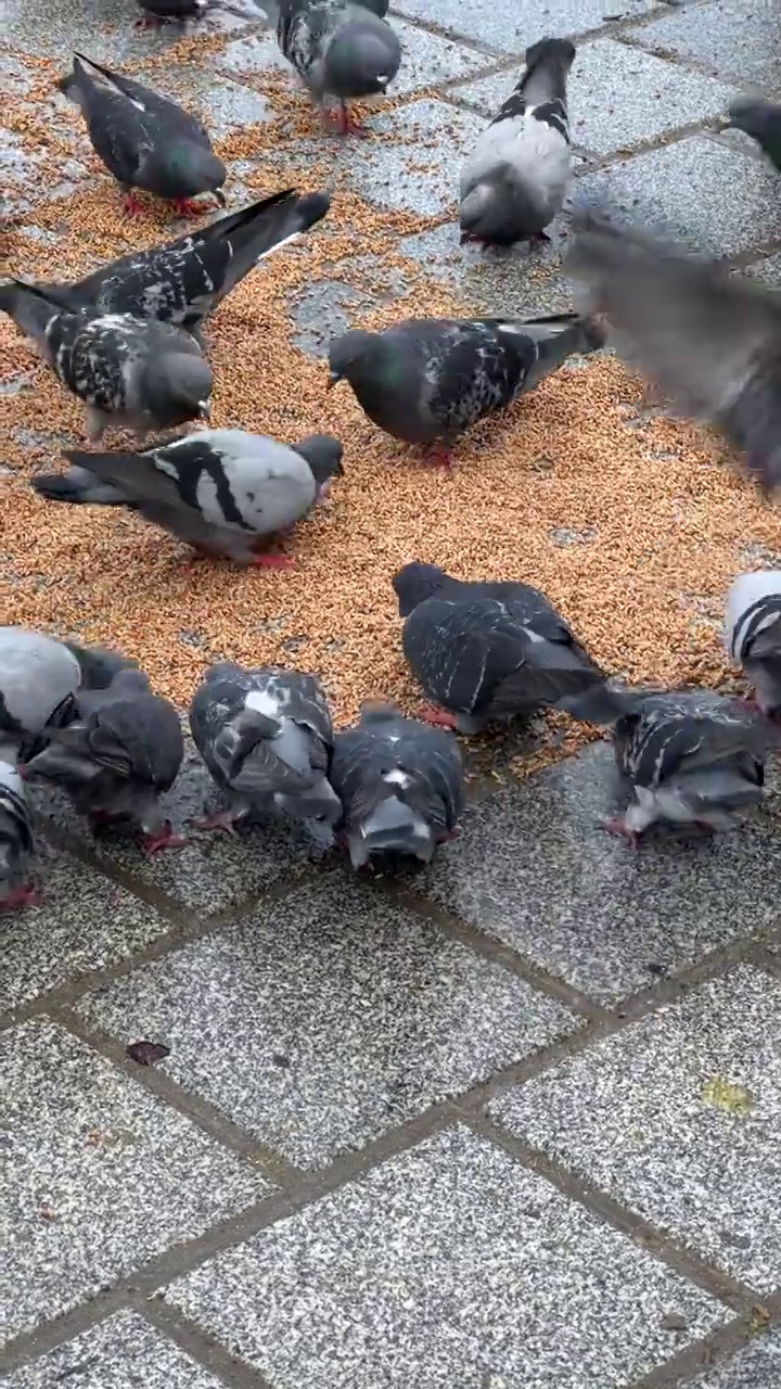 鸽子吃鱼饵视频下载