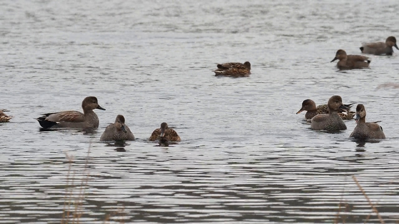 Gadwall, Anas strepera，英国兰开夏郡Leighton Moss。视频素材