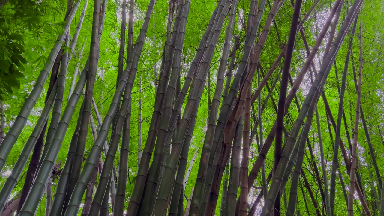 美丽的阳光穿过热带植物在风中生长的灌木丛。阳光透过竹叶照射进来视频素材