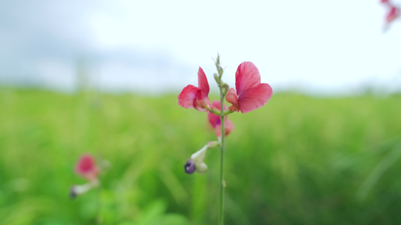 稻田绿草如茵，随风摇曳，在绿野风光天的时候视频素材