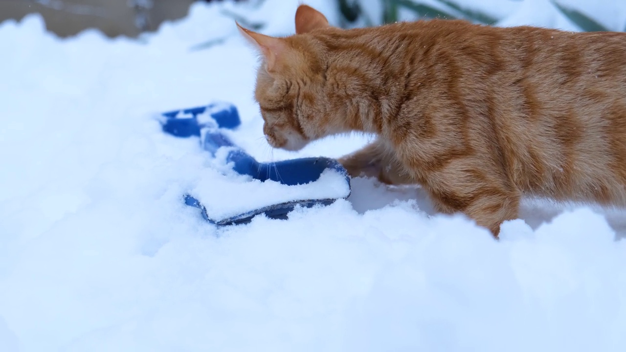 红雪猫。冬天的概念视频素材