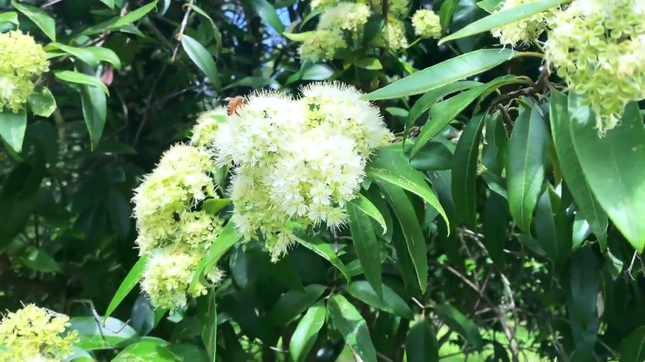 收集柠檬桃花粉的蜜蜂视频素材