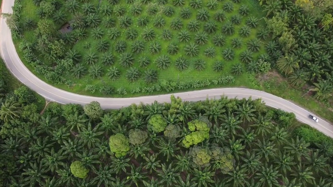 4K鸟瞰图，美丽的道路穿过一个油棕榈种植园的中间视频素材