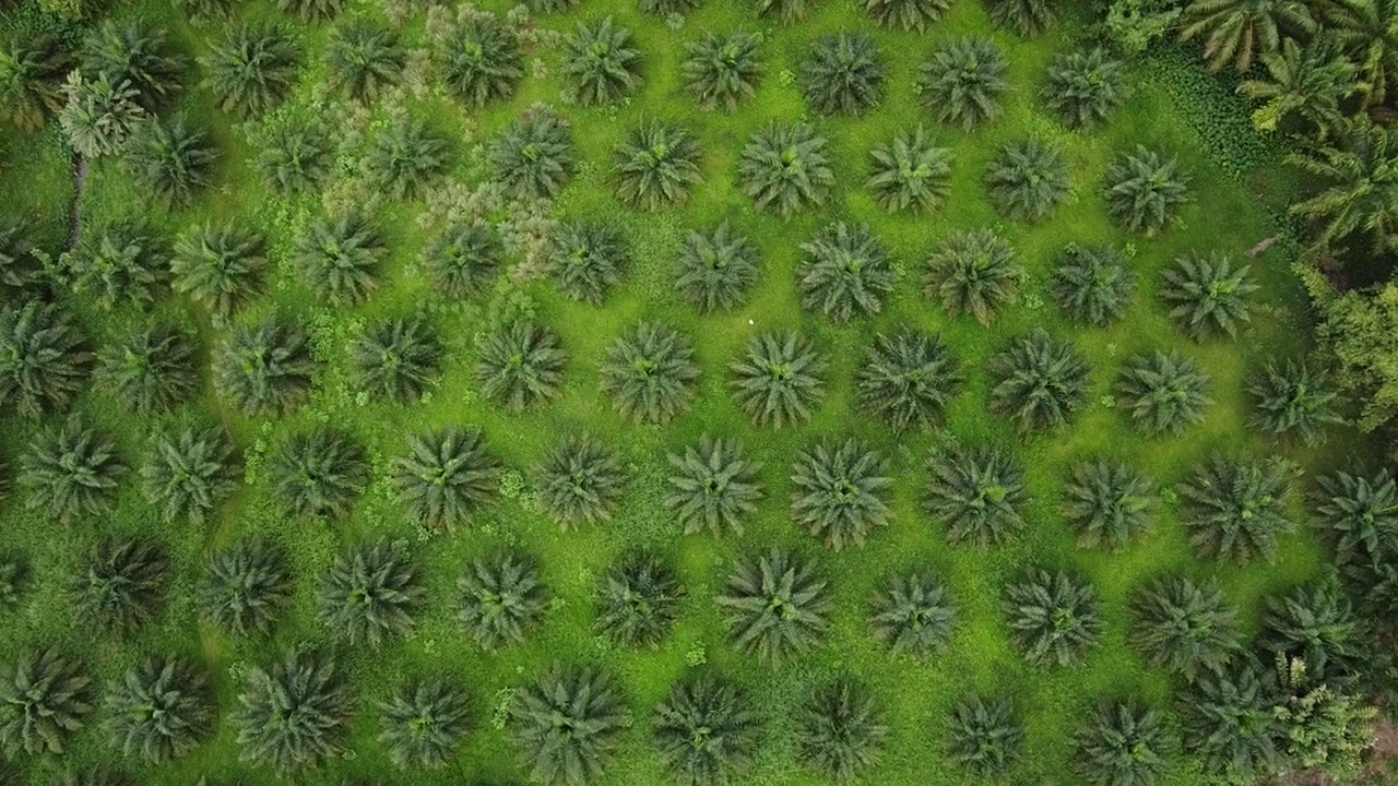 4K俯瞰美丽的油棕榈种植园视频素材