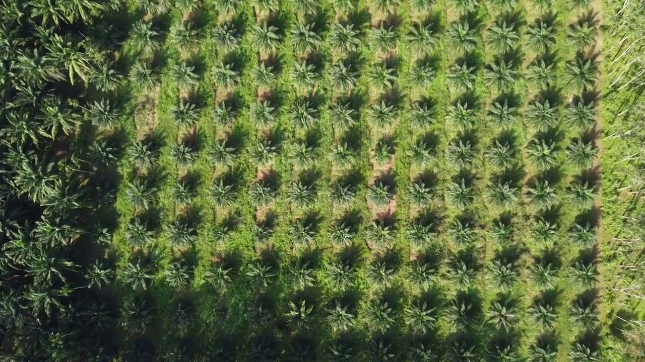 4K俯瞰美丽的油棕榈种植园视频素材