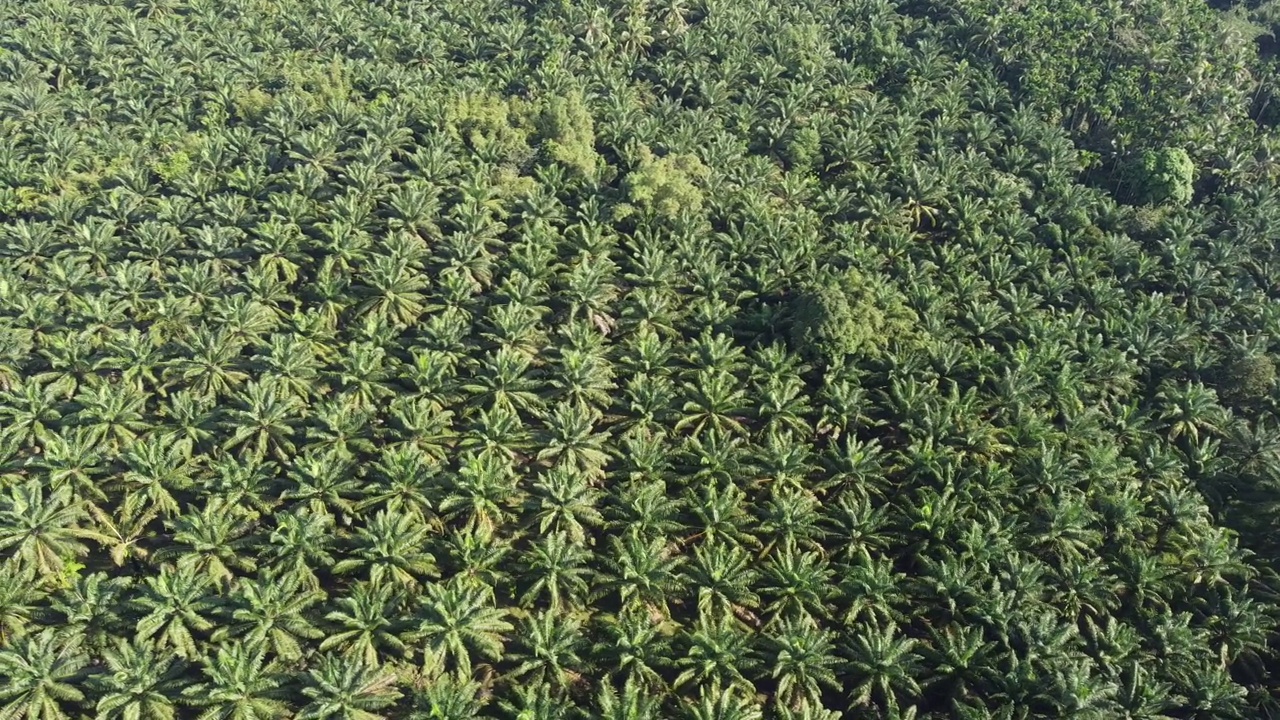 4K俯瞰美丽的油棕榈种植园视频素材