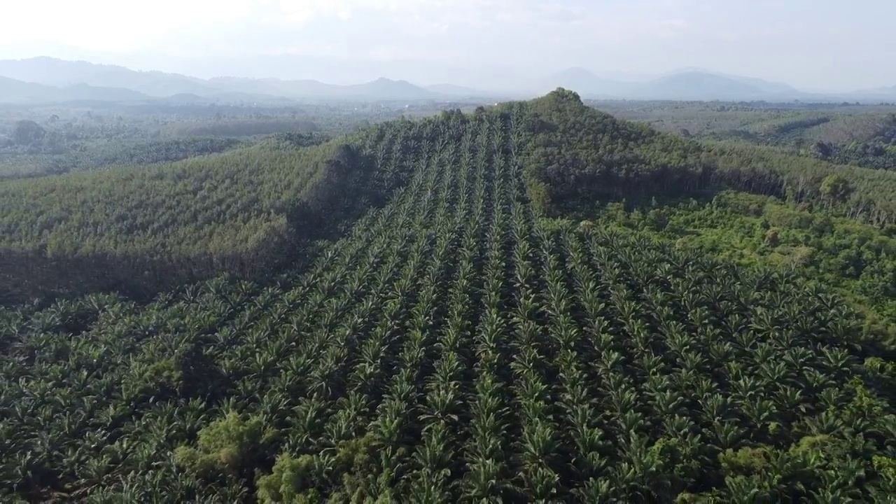 4K俯瞰美丽的油棕榈种植园视频素材