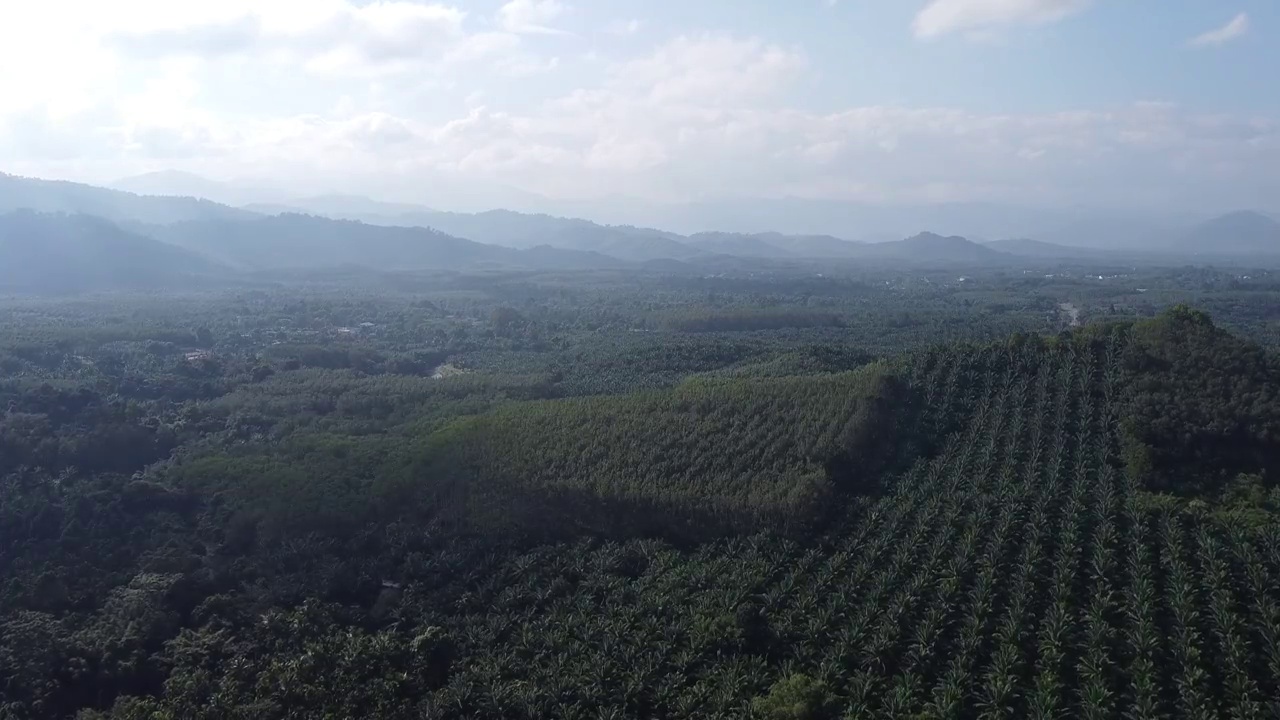 4K俯瞰美丽的油棕榈种植园视频素材