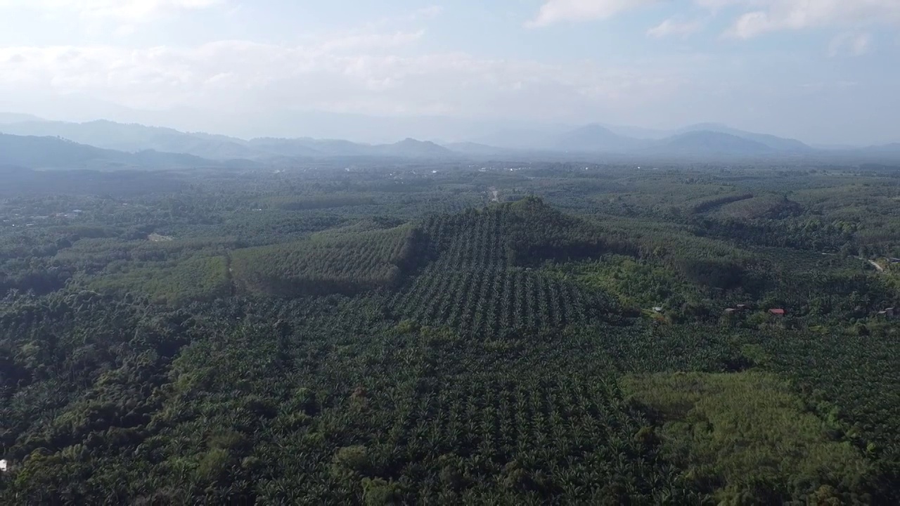 4K俯瞰美丽的油棕榈种植园视频素材