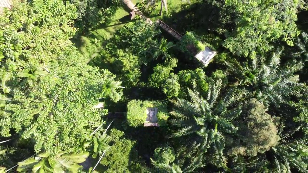 4K俯瞰美丽的油棕榈种植园视频素材