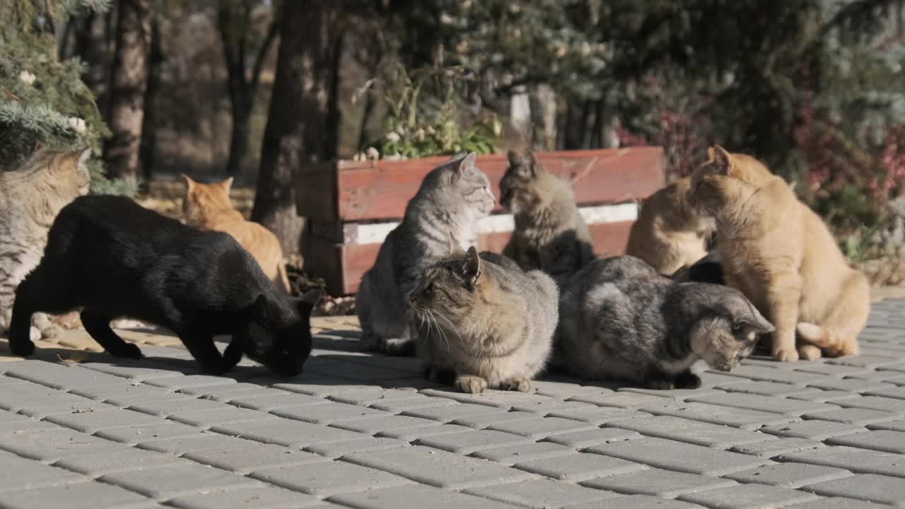 许多流浪猫一起坐在自然的公园里，慢镜头视频素材