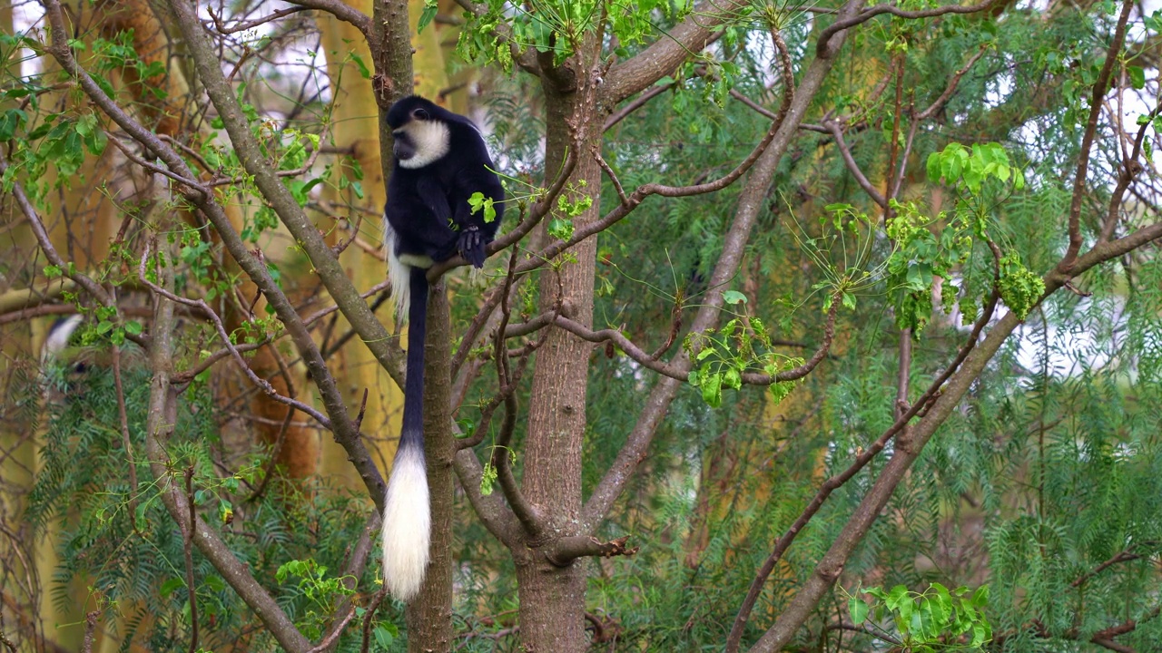 黑白疣或colobi - colbus guereza，原产于非洲的猴子，与毛鳞疣猴的红色疣猴有亲缘关系，长尾，在肯尼亚的树上有幼童视频素材