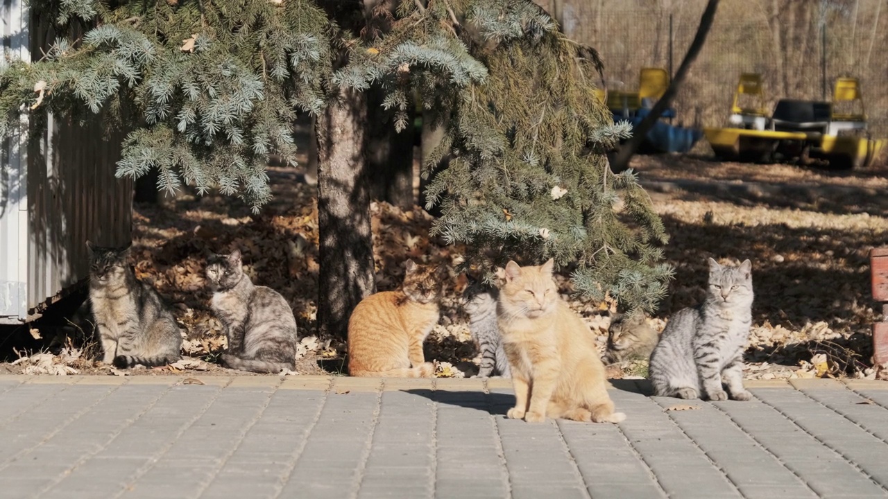 许多流浪猫一起坐在自然的公园里，慢镜头视频素材