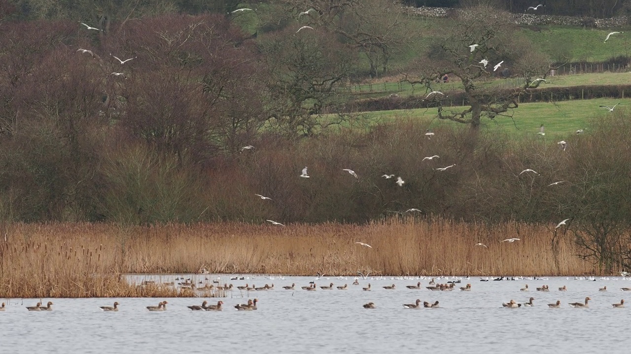 Greylag Goose, anser anser，英国兰开夏郡莉顿莫斯。视频素材