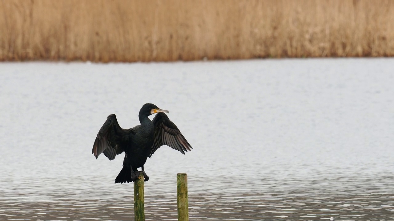 英国兰开夏郡莱顿莫斯的大鸬鹚，Phalacrocorax carbo。视频素材