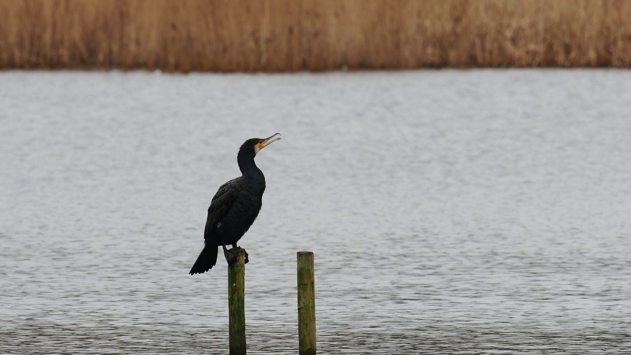 英国兰开夏郡莱顿莫斯的大鸬鹚，Phalacrocorax carbo。视频素材