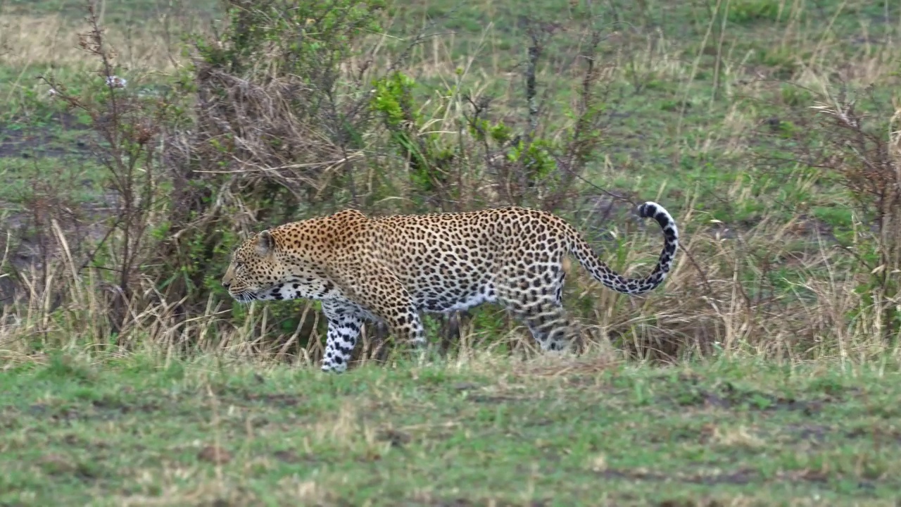 豹- Panthera pardus，非洲的大斑点黄猫，Panthera猫科属，非洲丛林中的肖像，成年雄性休息，打哈欠或躺下，爬行和行走视频素材