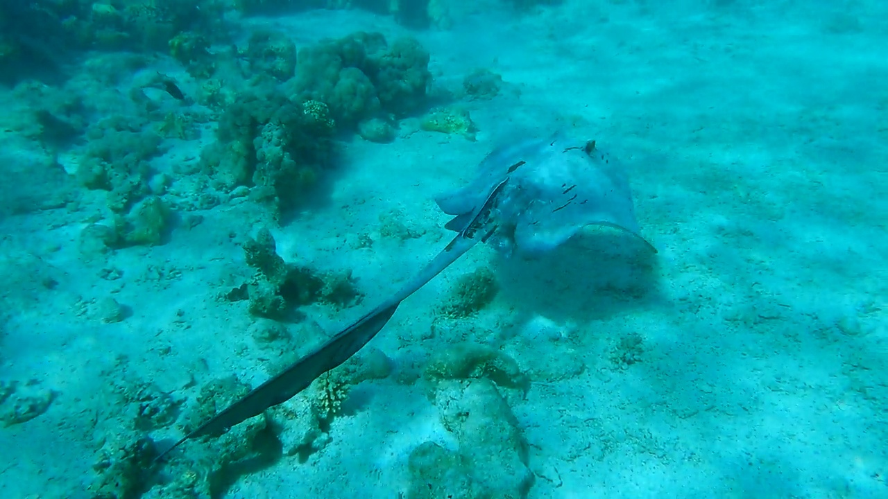 黄貂鱼在浅水珊瑚礁上游泳。Сowtail Weralli stingray (Pastinachus sephen) 4K-60pfs视频素材