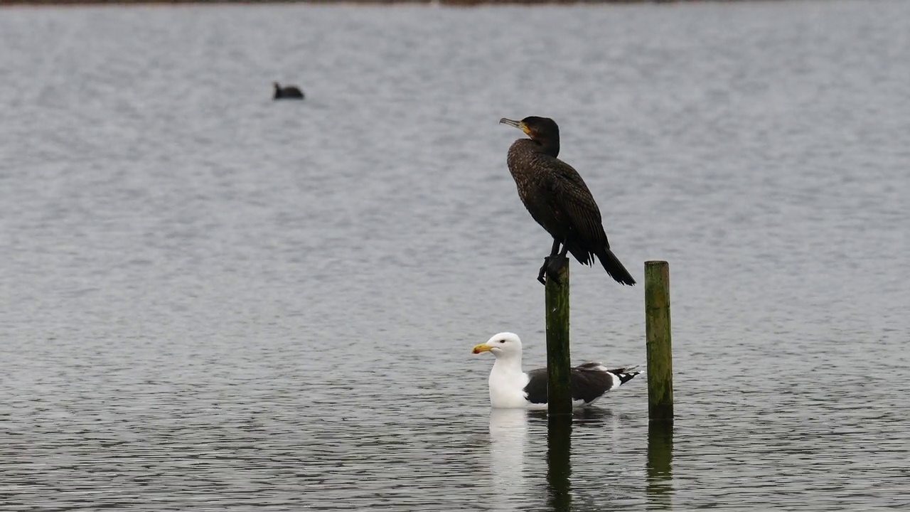 大鸬鹚、Phalacrocorax carbo和海鸥;海鸥;大黑背Gullat Leighton Moss，兰开夏郡，英国。视频素材