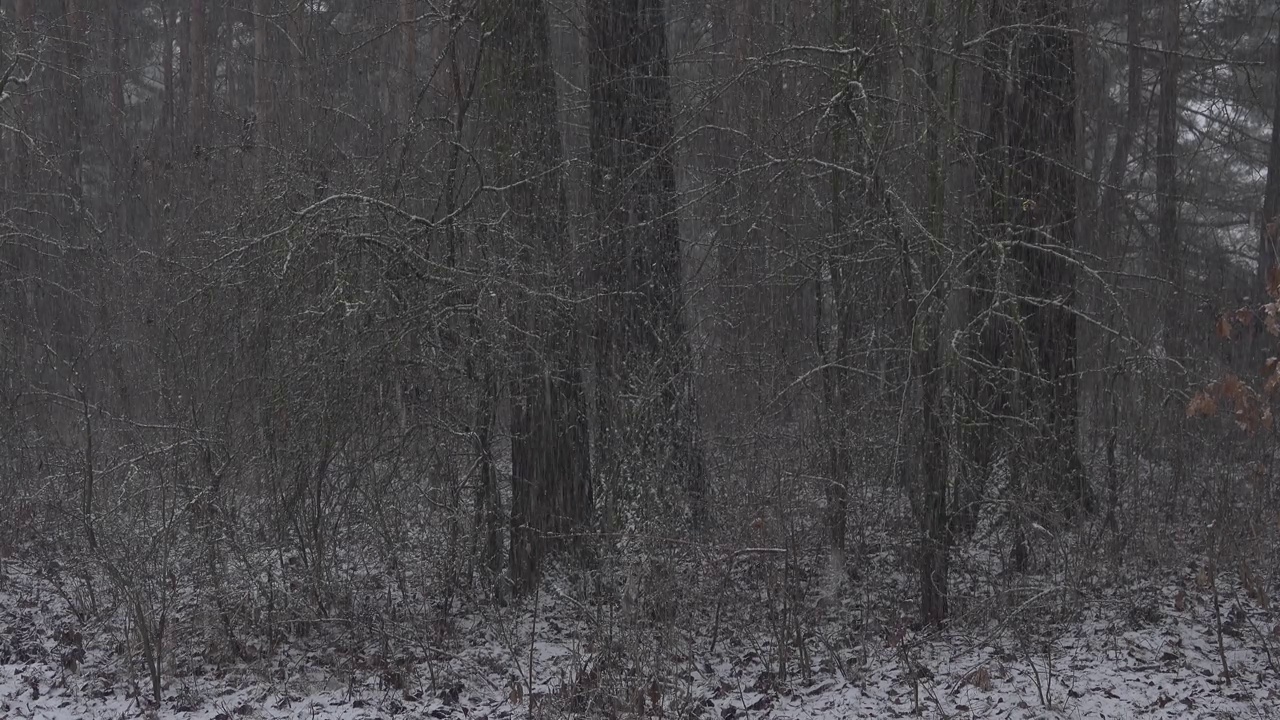 雪落在落叶林的深色背景上。视频素材