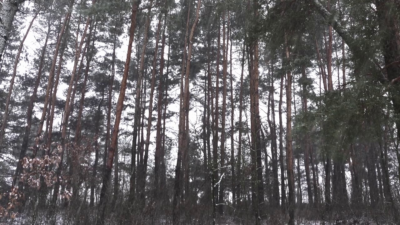 雪在森林中松树树干的背景下飘落。视频素材