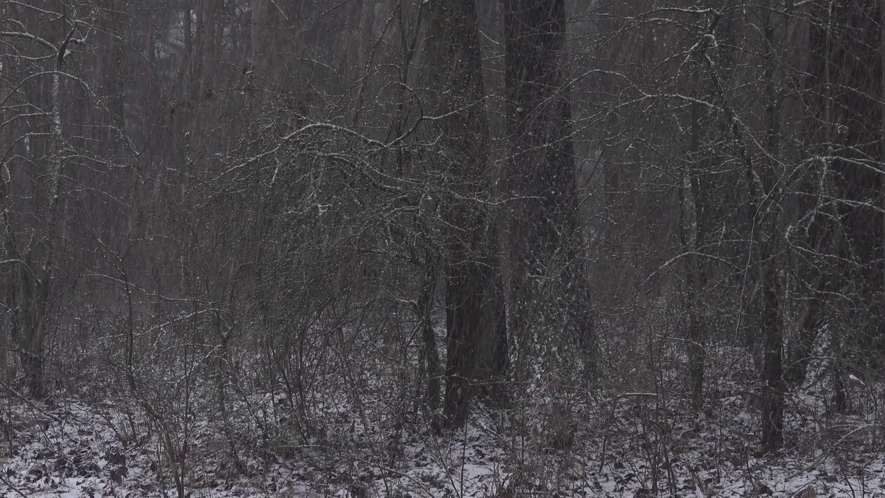 白色的雪落在黑暗森林的背景上。视频素材