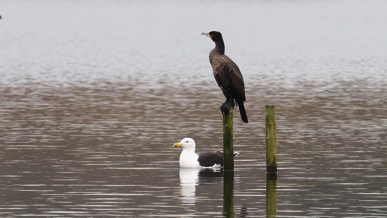 大鸬鹚，Phalacrocorax carbo和大黑背鸥，在莱顿莫斯，兰开夏，英国。视频素材