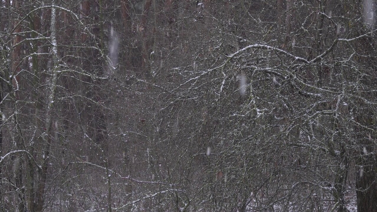 白色的雪落在黑暗森林的背景上。视频素材