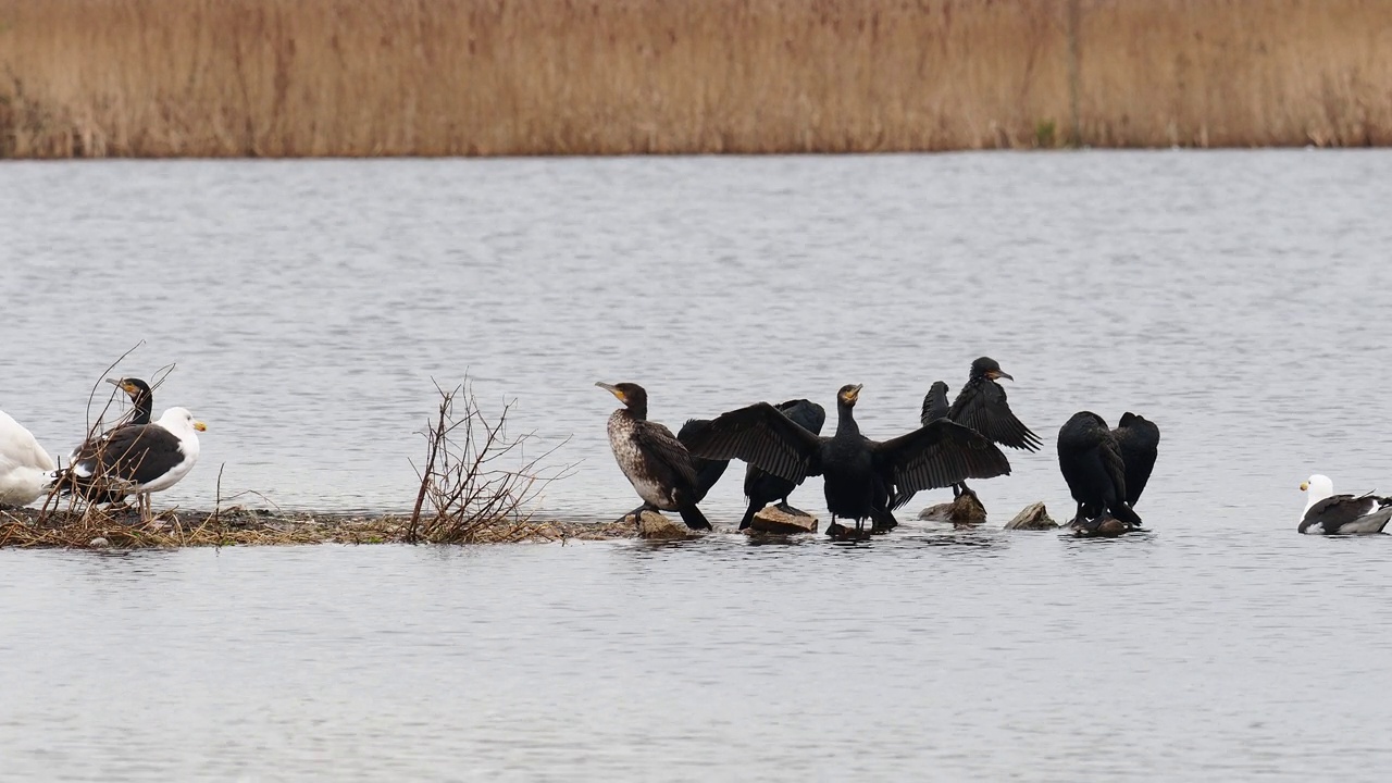 大鸬鹚，Phalacrocorax carbo和大黑背鸥，在莱顿莫斯，兰开夏，英国。视频素材