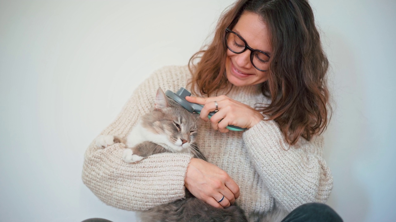 一位妇女用刷子给她的灰色毛茸茸的猫梳头。视频素材