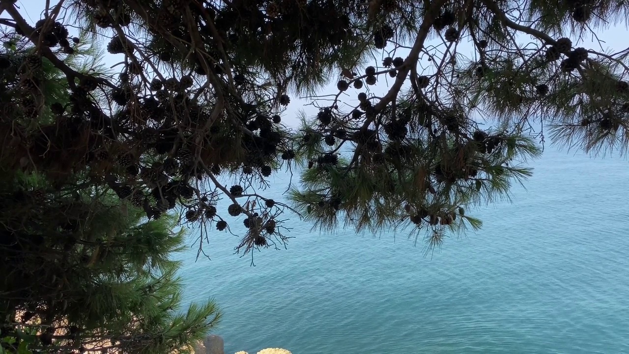 夏天平静的海水上的松树。美丽的蓝色的海景。视频素材