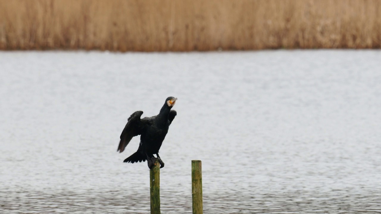 英国兰开夏郡莱顿莫斯的大鸬鹚，Phalacrocorax carbo。视频素材