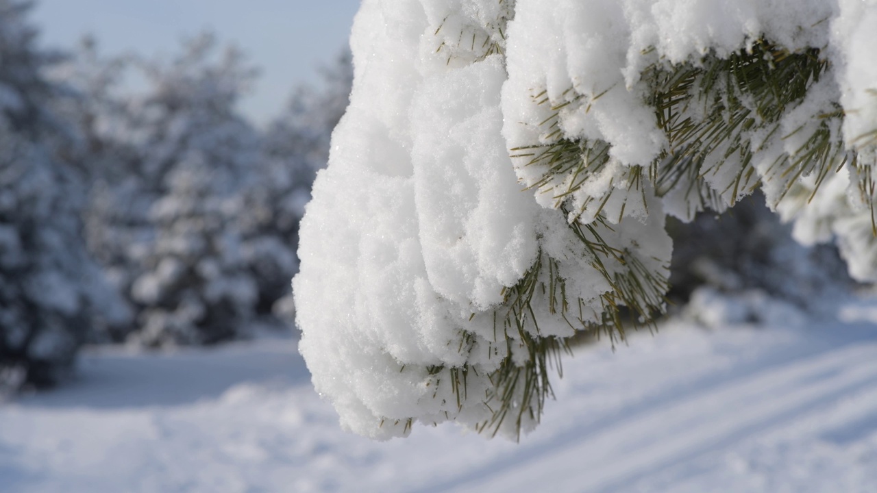 树枝上美丽的毛茸茸的雪，特写镜头。视频素材